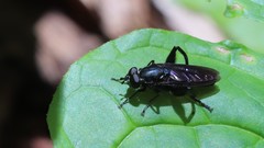 Chalcosyrphus chalybeus