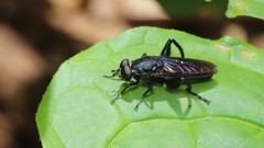 Chalcosyrphus chalybeus
