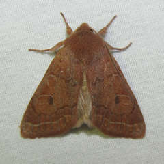 Xylenini