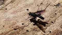 Chalcosyrphus chalybeus
