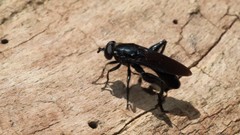 Chalcosyrphus chalybeus