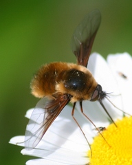 Bombylius mexicanus