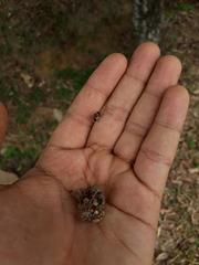 Pera arborea