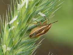 Aelia americana