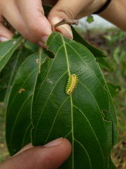 Dalceridae