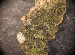 Bacidia circumspecta