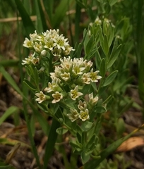 Comandra umbellata pallida