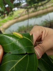 Dalceridae