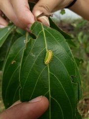 Dalceridae