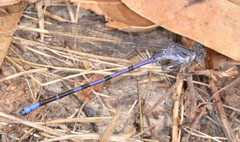 Argia emma