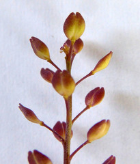 Lepidium pseudotasmanicum