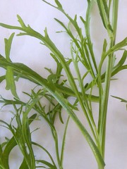 Lepidium pseudotasmanicum