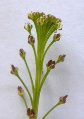 Lepidium pseudotasmanicum
