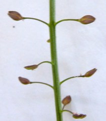 Lepidium pseudotasmanicum
