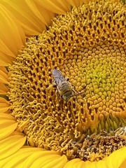 Svastra obliqua expurgata
