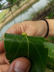 Dalceridae