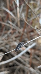 Acmaeodera angelica