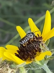 Xerocoelioxys