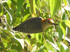 Melanerpes aurifrons