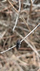 Acmaeodera angelica