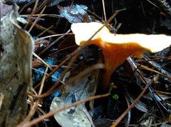 Hygrophoropsis aurantiaca