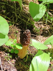 Morchella norvegiensis