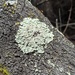 photo of Common Greenshield Lichen (Flavoparmelia caperata)