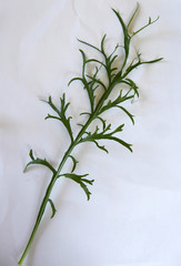 Lepidium pseudotasmanicum