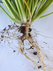 Lepidium pseudotasmanicum