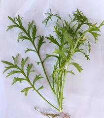Lepidium pseudotasmanicum