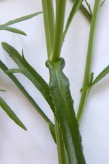 Lepidium pseudotasmanicum