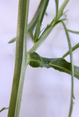 Lepidium pseudotasmanicum