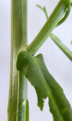 Lepidium pseudotasmanicum