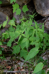 Galium lanceolatum