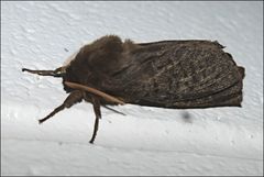 Oxycanus antipoda