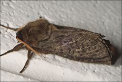 Oxycanus antipoda