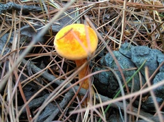 Hygrophoropsis aurantiaca