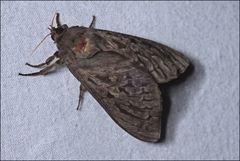 Oxycanus antipoda