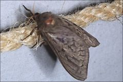 Oxycanus antipoda