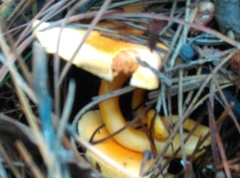 Hygrophoropsis aurantiaca