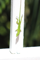 Anolis allisoni