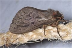 Oxycanus antipoda