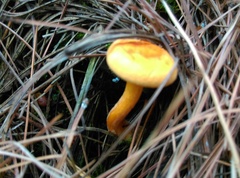 Hygrophoropsis aurantiaca