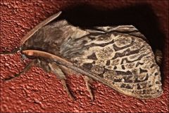 Oxycanus antipoda