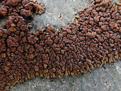 Lecanora mellea