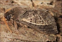 Oxycanus antipoda