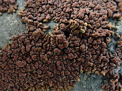 Lecanora mellea