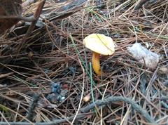 Hygrophoropsis aurantiaca
