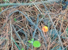 Hygrophoropsis aurantiaca