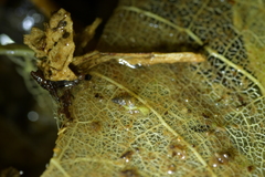 Potamopyrgus oppidanus